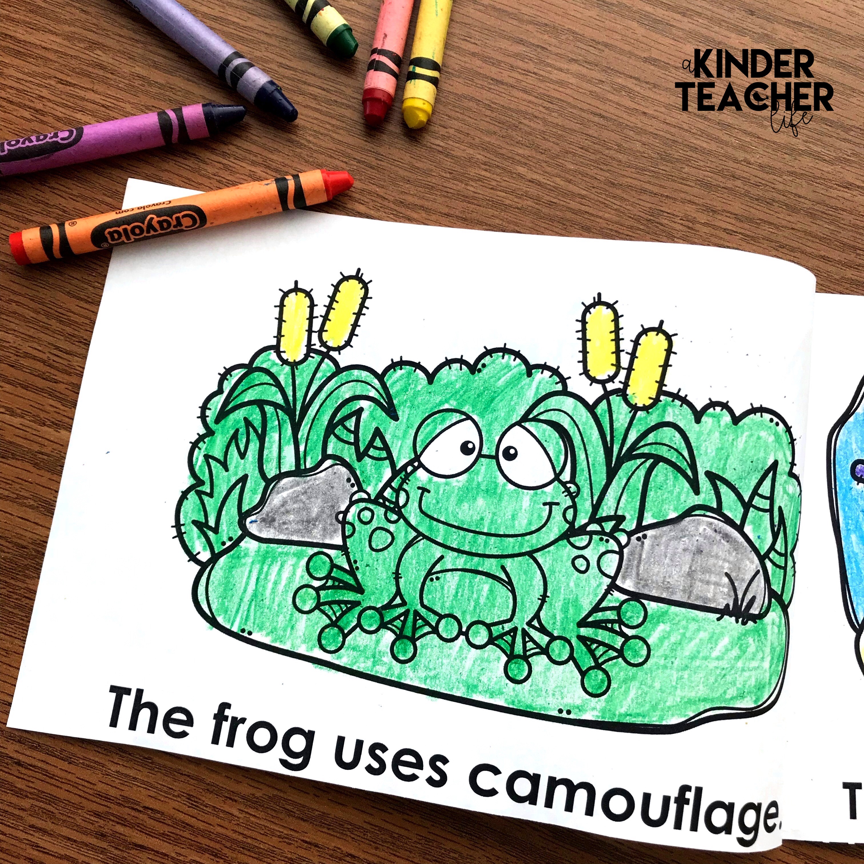 Free animal camouflage coloring book. Students read the sentence and color the animal and the habitat to demonstrate camouflage. 